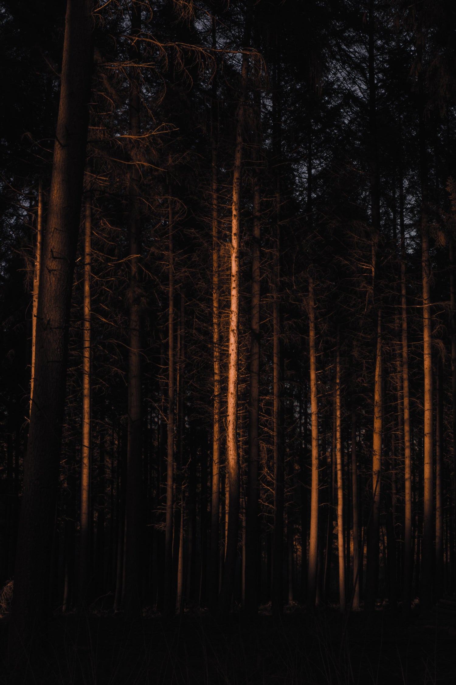 Image of trees with a hue of light reflecting on the trunk of the trees. An late evening night peaking through the top of the trees.